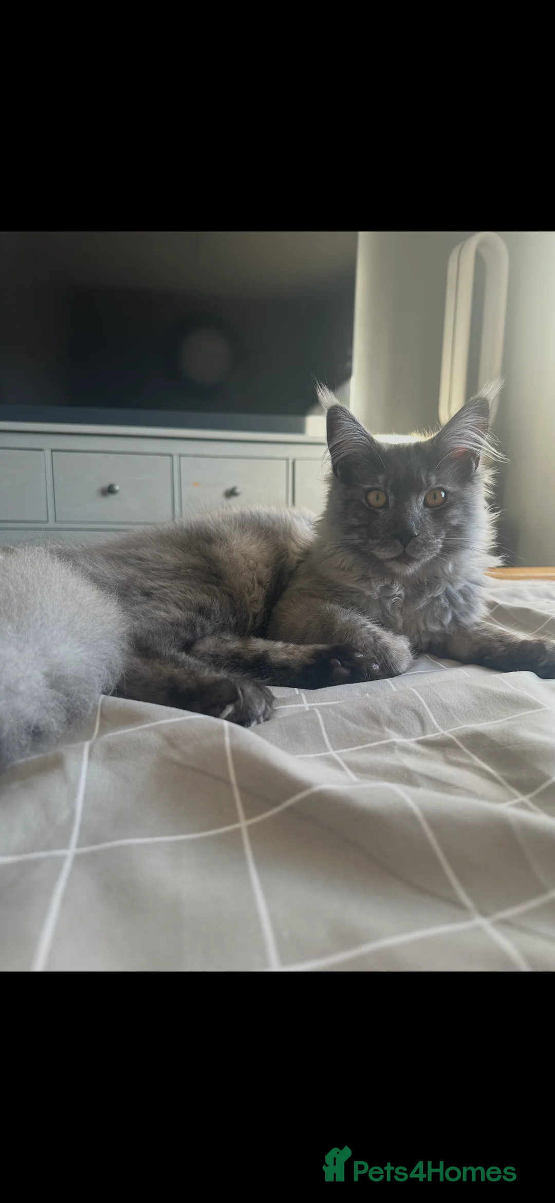 Maine Coon cats for sale: GCCF/Russian Champions BLUE SMOKE Kitten - Advert 10