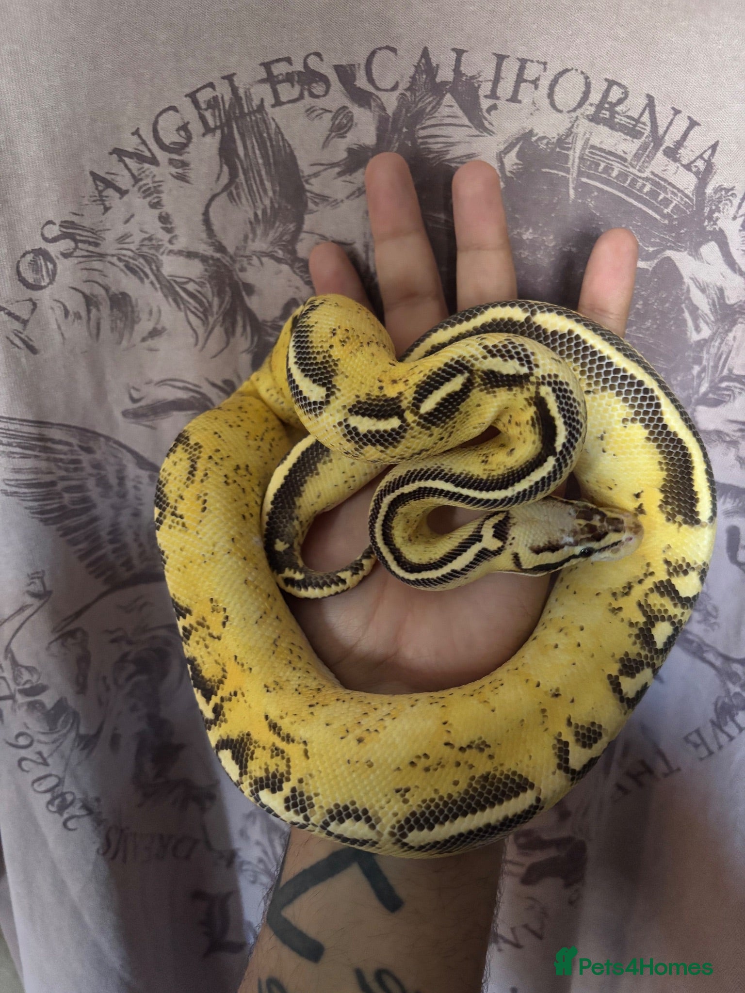 Python Snake reptiles Ball pythons for rehoming! - Advert 6
