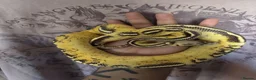 Python Snake reptiles for sale: Ball pythons for rehoming! - Advert 1
