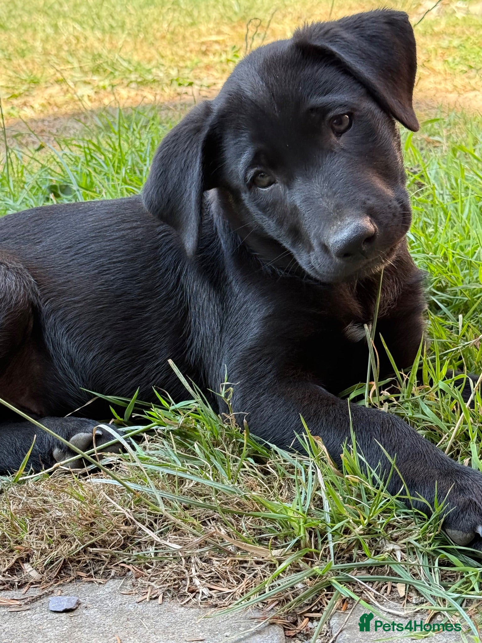Borador dogs Stunning Lab x Collie, cream, black & chocolate! - Advert 2