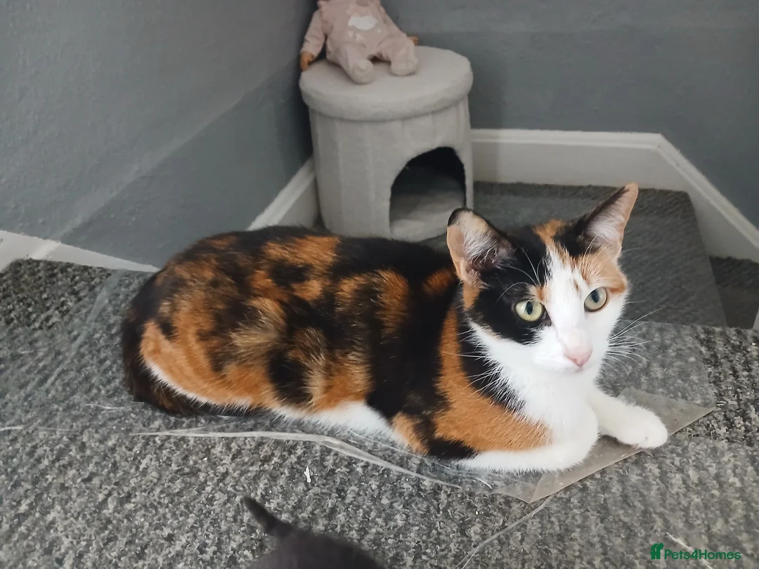 Mixed Breed cats for sale: 4 beautiful kittens ready for new homes  - Advert 2