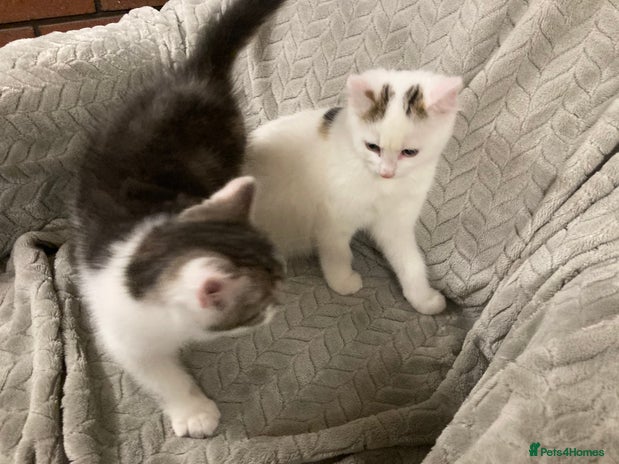 Mixed Breed cats Quiet lovely kittens - Advert 2