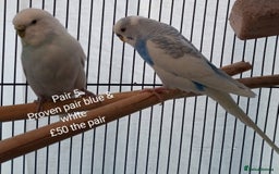Budgerigars birds for sale: Budgies - babies, adults & breeding pairs - Image 5