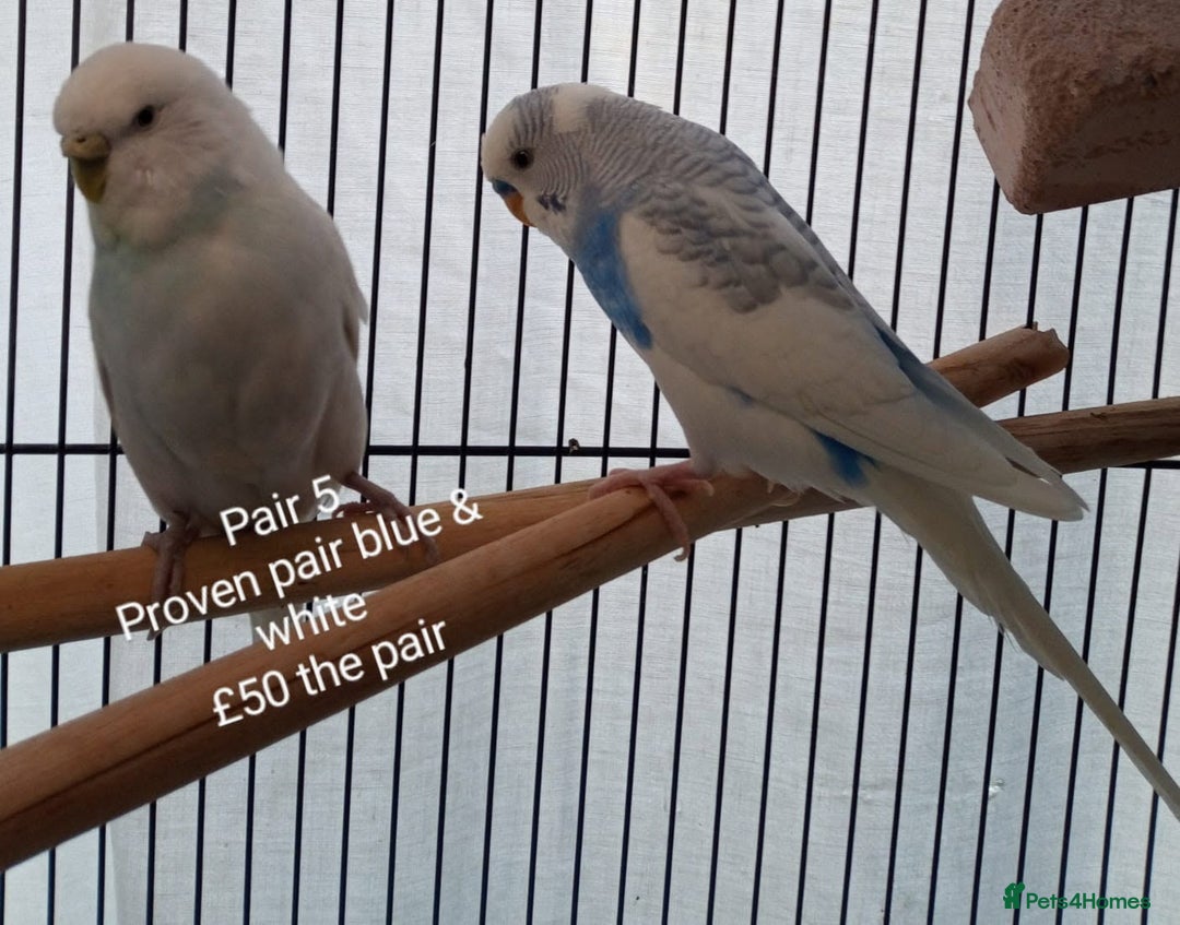 Budgerigars birds for sale: Budgies - babies, adults & breeding pairs - Image 5