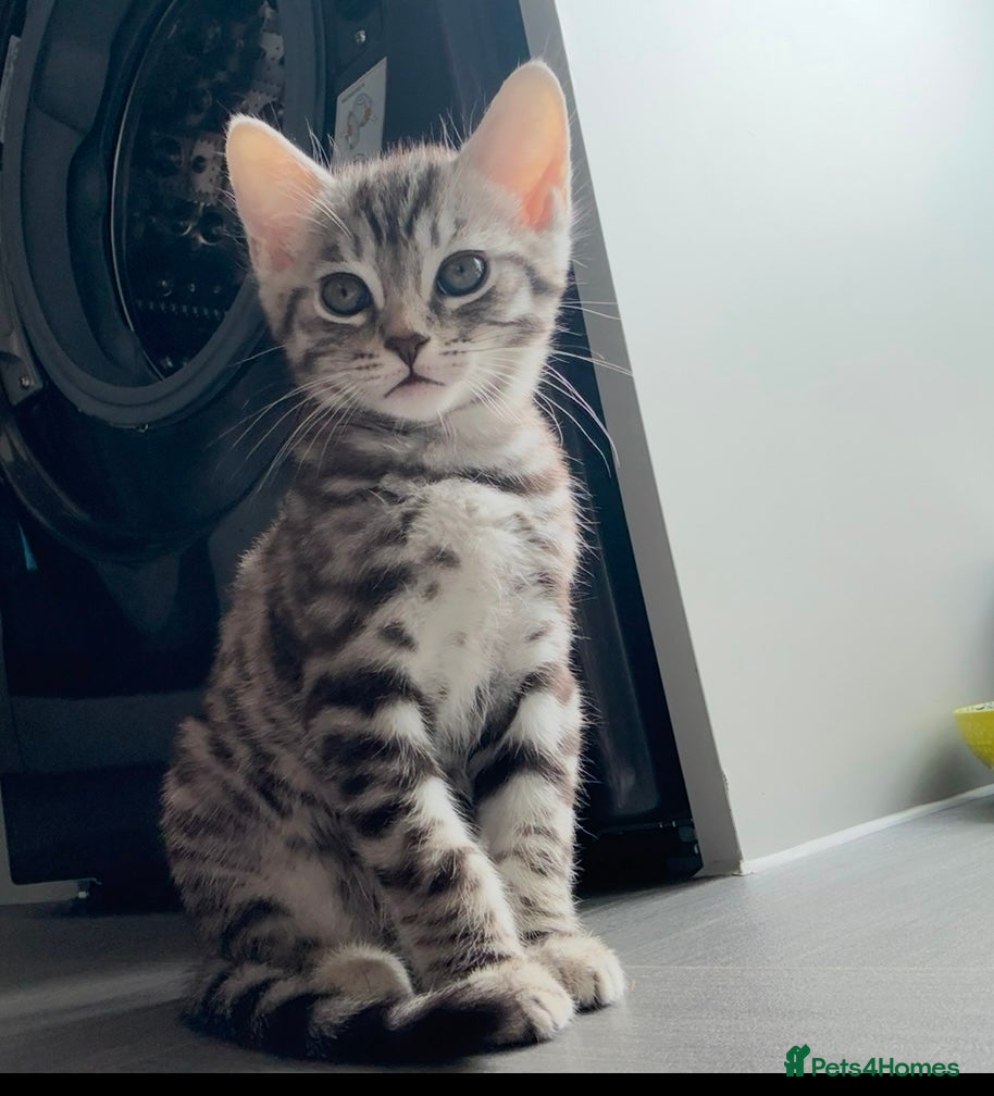 Savannah cats Savannah Kittens for Sale - Advert 14