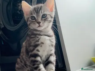 Savannah cats Savannah Kittens for Sale - Advert 14