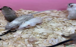 Gerbil rodents for sale: Baby gerbils ready now  - Image 8