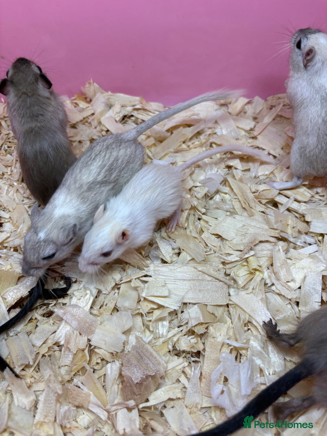 Gerbil rodents for sale: Baby gerbils ready now  - Image 8