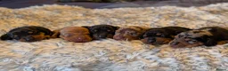 Dachshund dogs for sale: Standard dachshund puppies - Advert 1