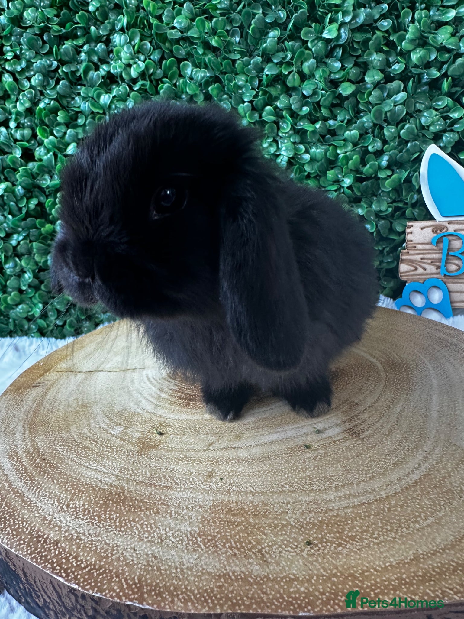 Mini Lop rabbits Mini Lops Rabbits Ready to leave 9.06.26 - Advert 13