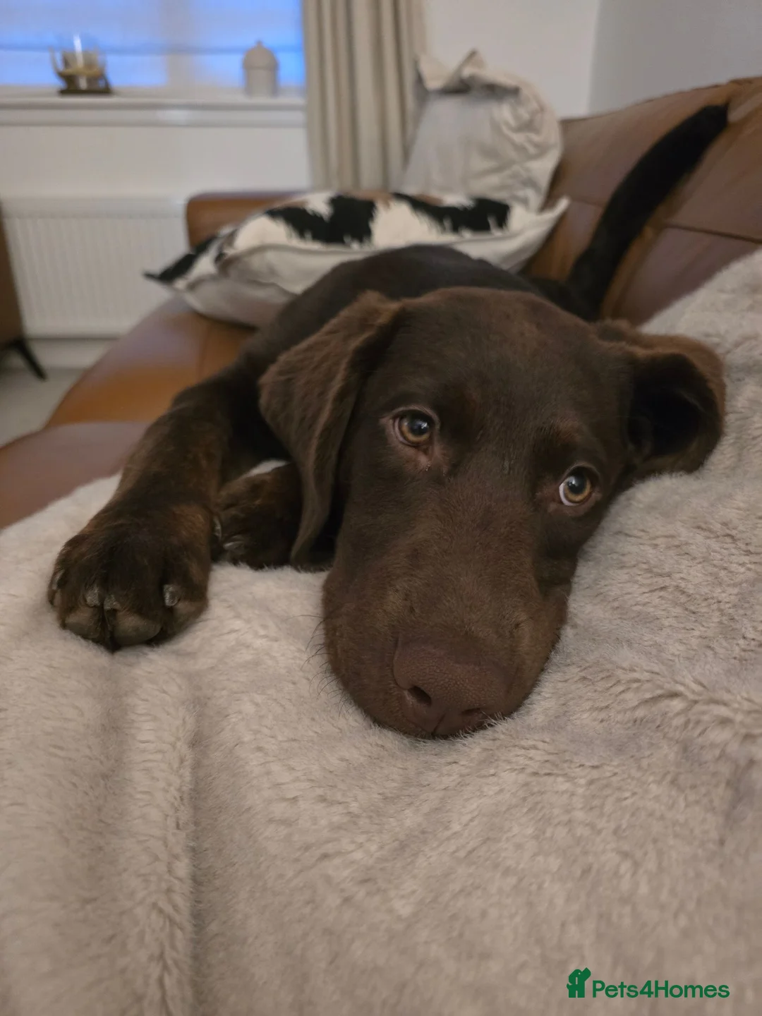 Labradoodle dogs for sale: 4 month old labradoodle - Advert 2