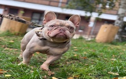 French Bulldog dogs for sale: Micro Isabella & Tan Male French Bulldog - Image 3