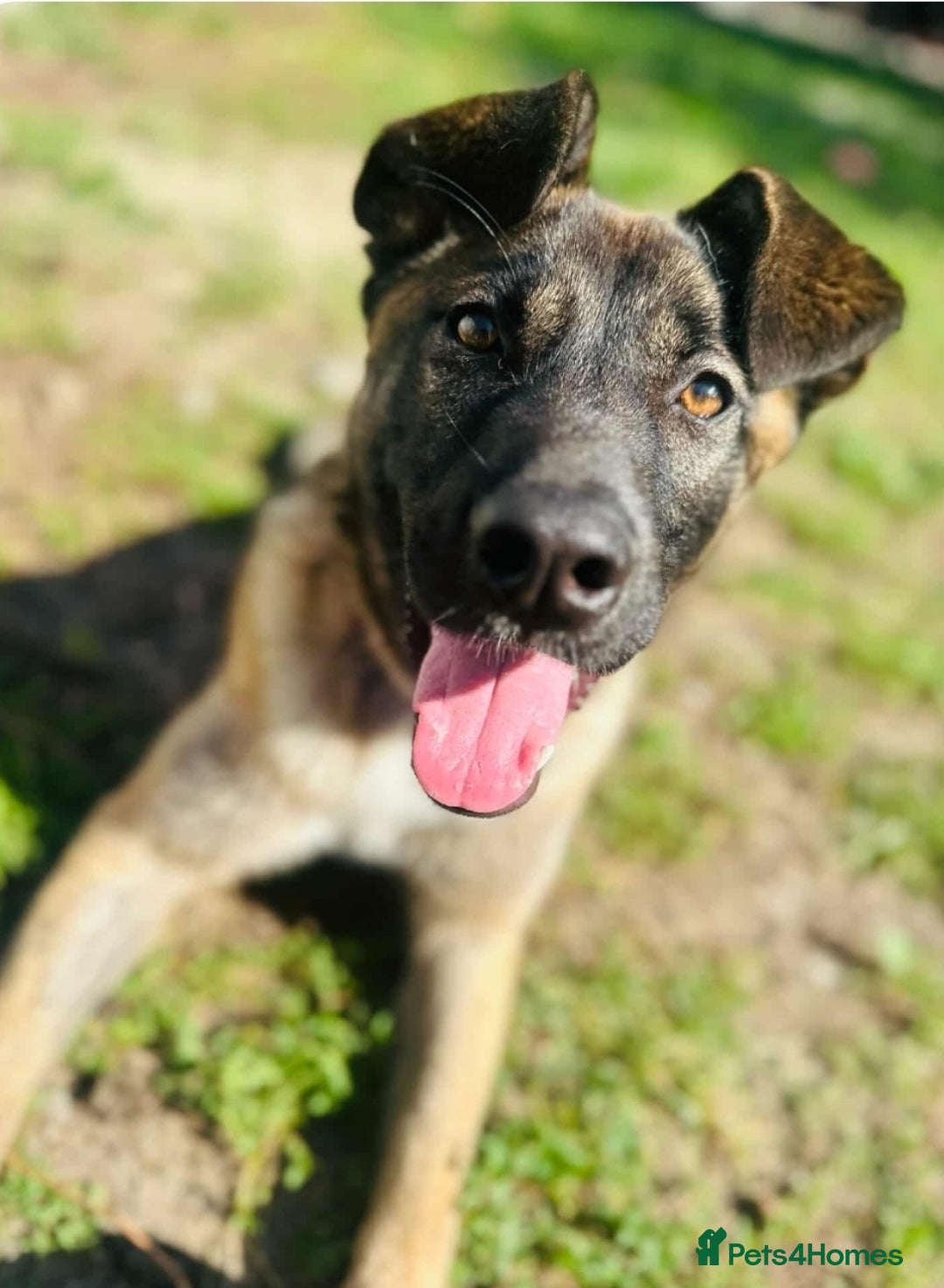 Mixed Breed dogs for adoption: HAZEL  Mixed Breed 8 months - Image 1
