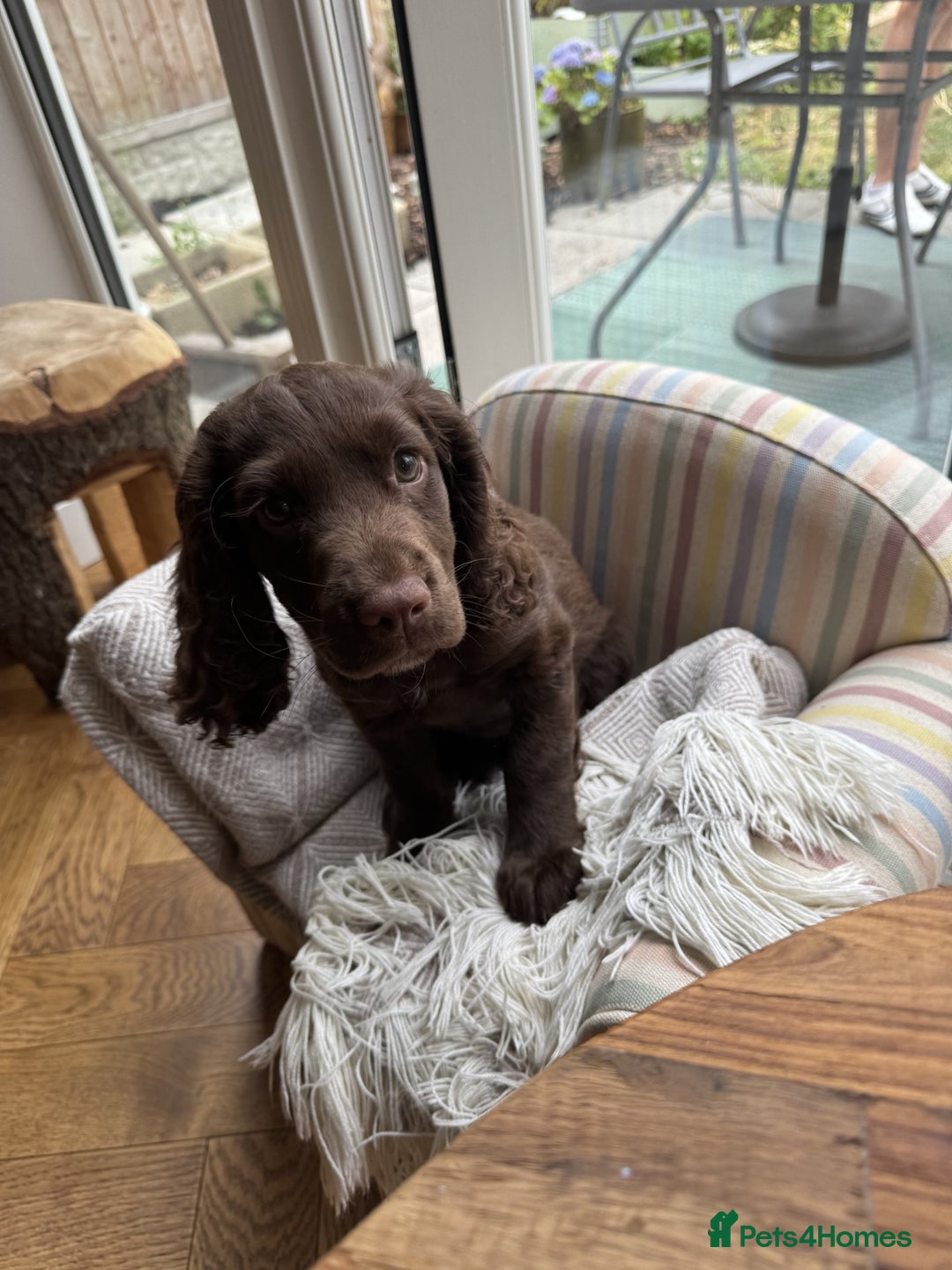 Cocker Spaniel dogs for sale: Working Cocker spaniel pup - Image 2
