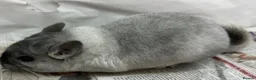Chinchilla rodents for sale: Whitey, beautiful Wilson White boy.  Beauty spot! - Advert 4