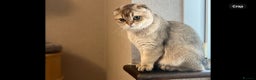 Scottish Fold cats for sale: Scottish Fold Kittens with TICA Registration - Advert 5
