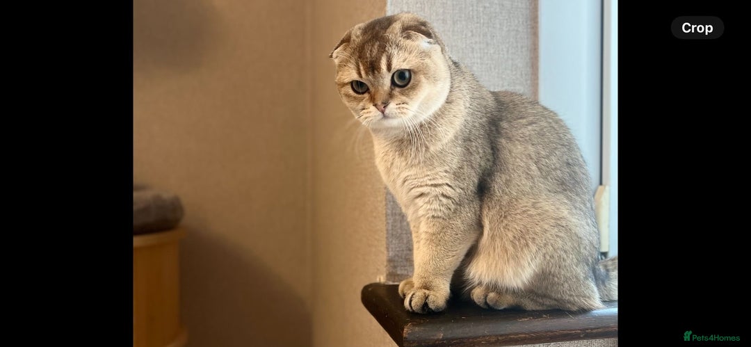 Scottish Fold cats for sale: Scottish Fold Kittens with TICA Registration - Advert 5