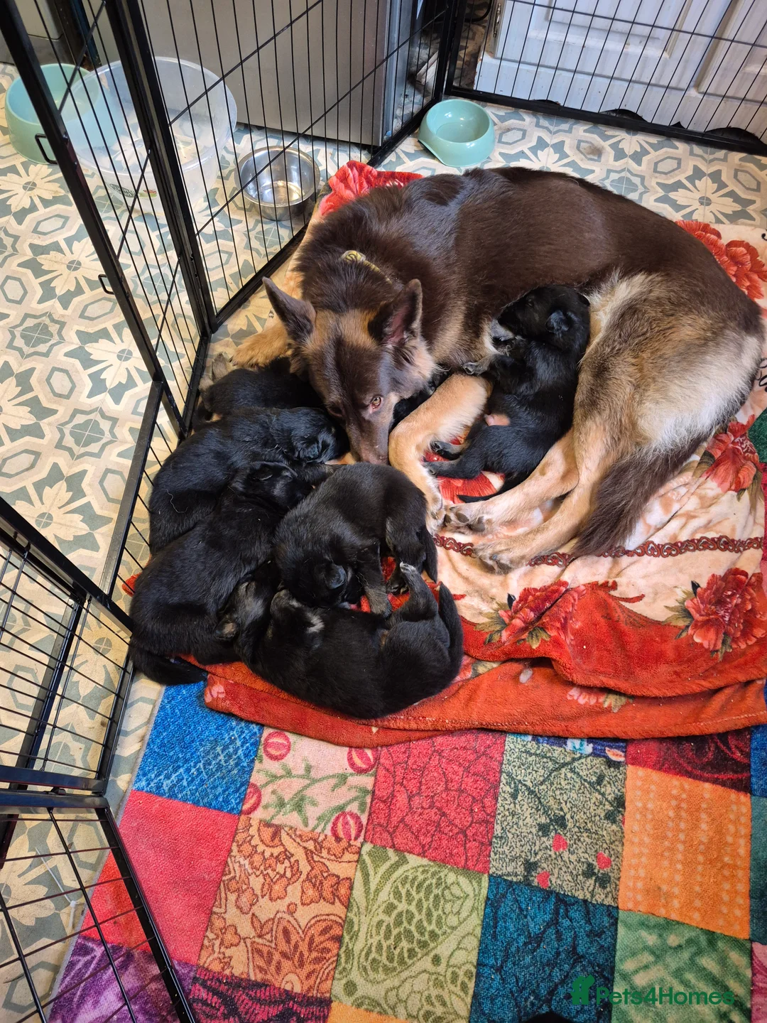 German Shepherd dogs for sale: Stunning german sheppards - Advert 12