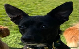 Mixed Breed dogs for sale: Chihuahua x Jack Russell Bitch - Image 7