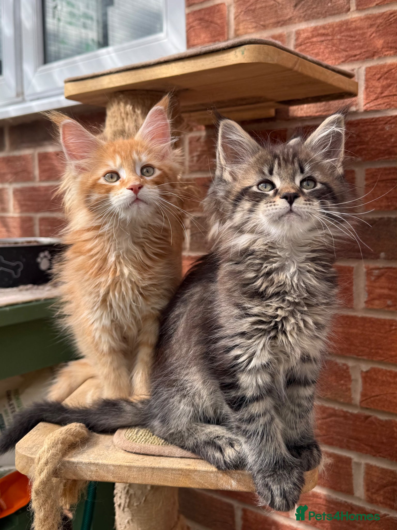 Maine Coon cats Maine coon kittens - Advert 1