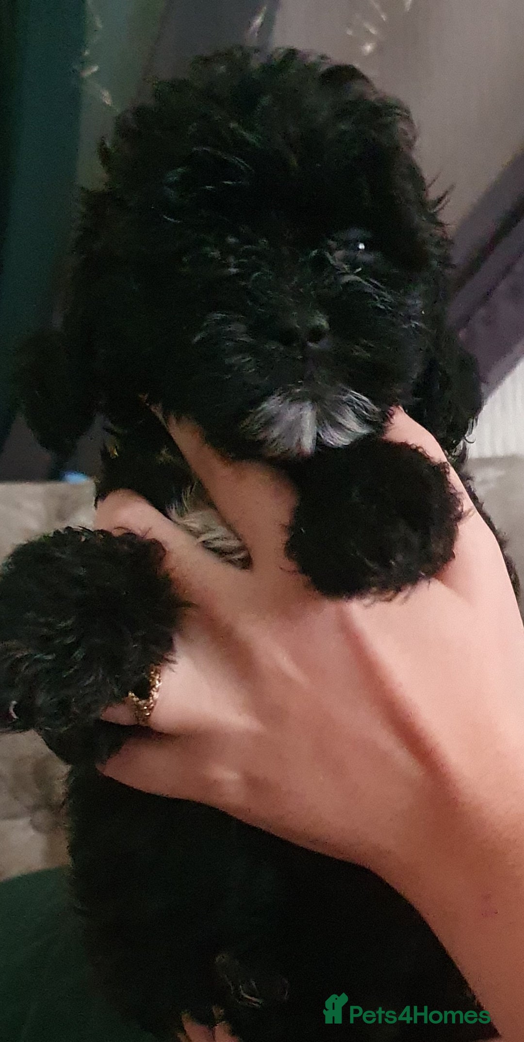 Shihpoo dogs for sale: Outstanding f1 toy shihpoos - Image 5