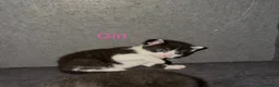Mixed Breed cats for sale: 3 kittens ready for new homes  - Advert 12