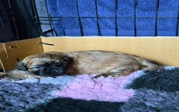 Malshi dogs for sale: Beautiful Shih tzu x Malshi puppies  - Image 5