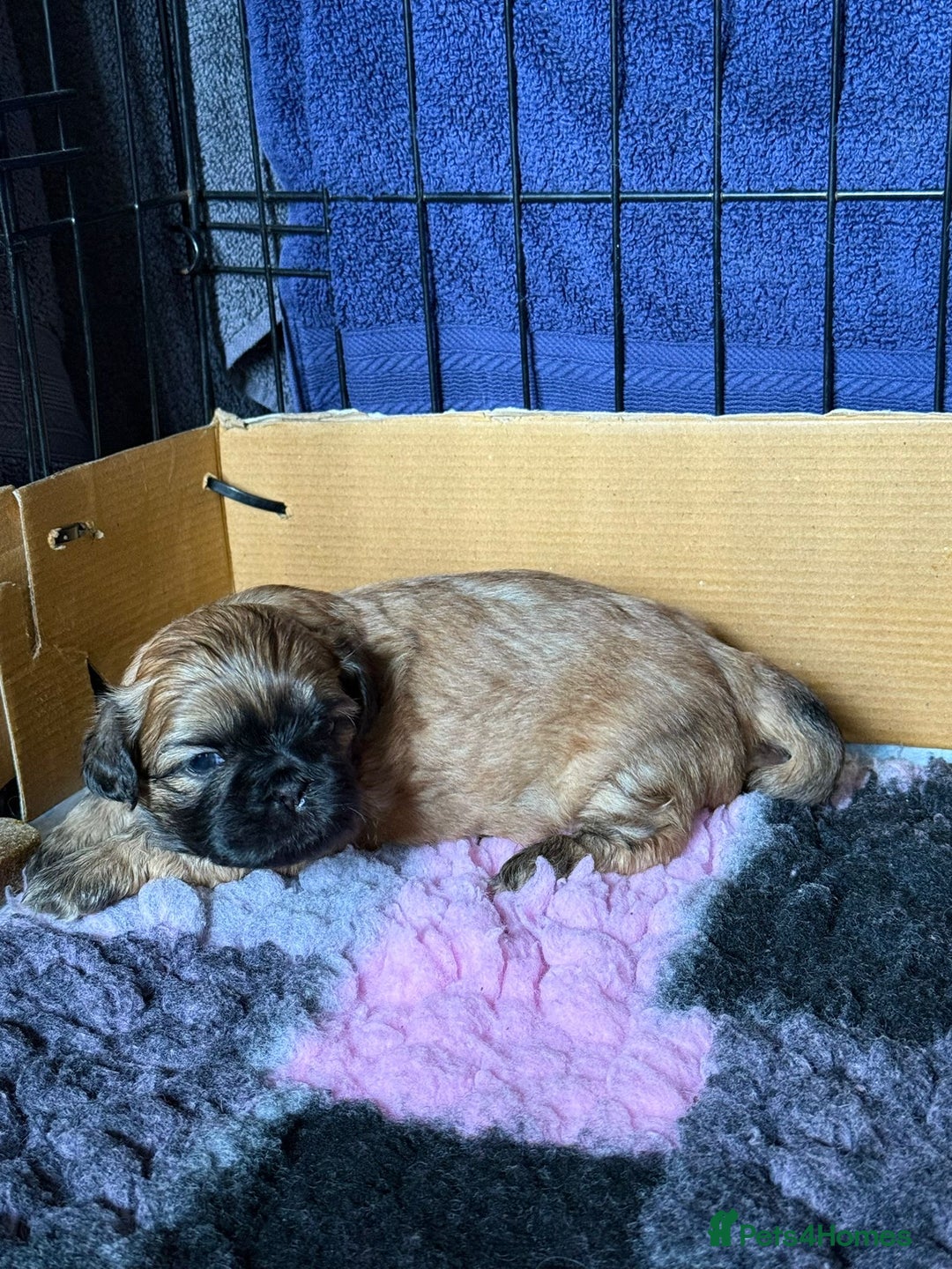 Malshi dogs for sale: Beautiful Shih tzu x Malshi puppies  - Image 5