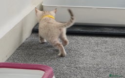 Bengal cats for sale: SNOW BENGAL BLUE EYES TICA PET/ACTIVE - Image 19