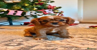 Cavalier King Charles Spaniel dogs Last Beautiful KC Ruby Boy - Extensive Testing. - Advert 13