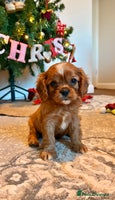 Cavalier King Charles Spaniel dogs Last Beautiful KC Ruby Boy - Extensive Testing. - Advert 13