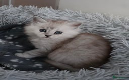 Maine Coon cats for sale: ***High Silver Shaded Kittens*** - Image 2