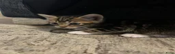 Mixed Breed cats for sale: Tabby boys  - Advert 3