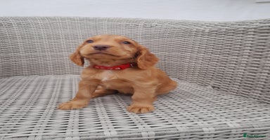 Cocker Spaniel dogs - Advert 3