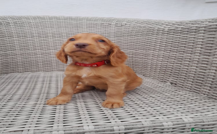 Cocker Spaniel dogs - Advert 3