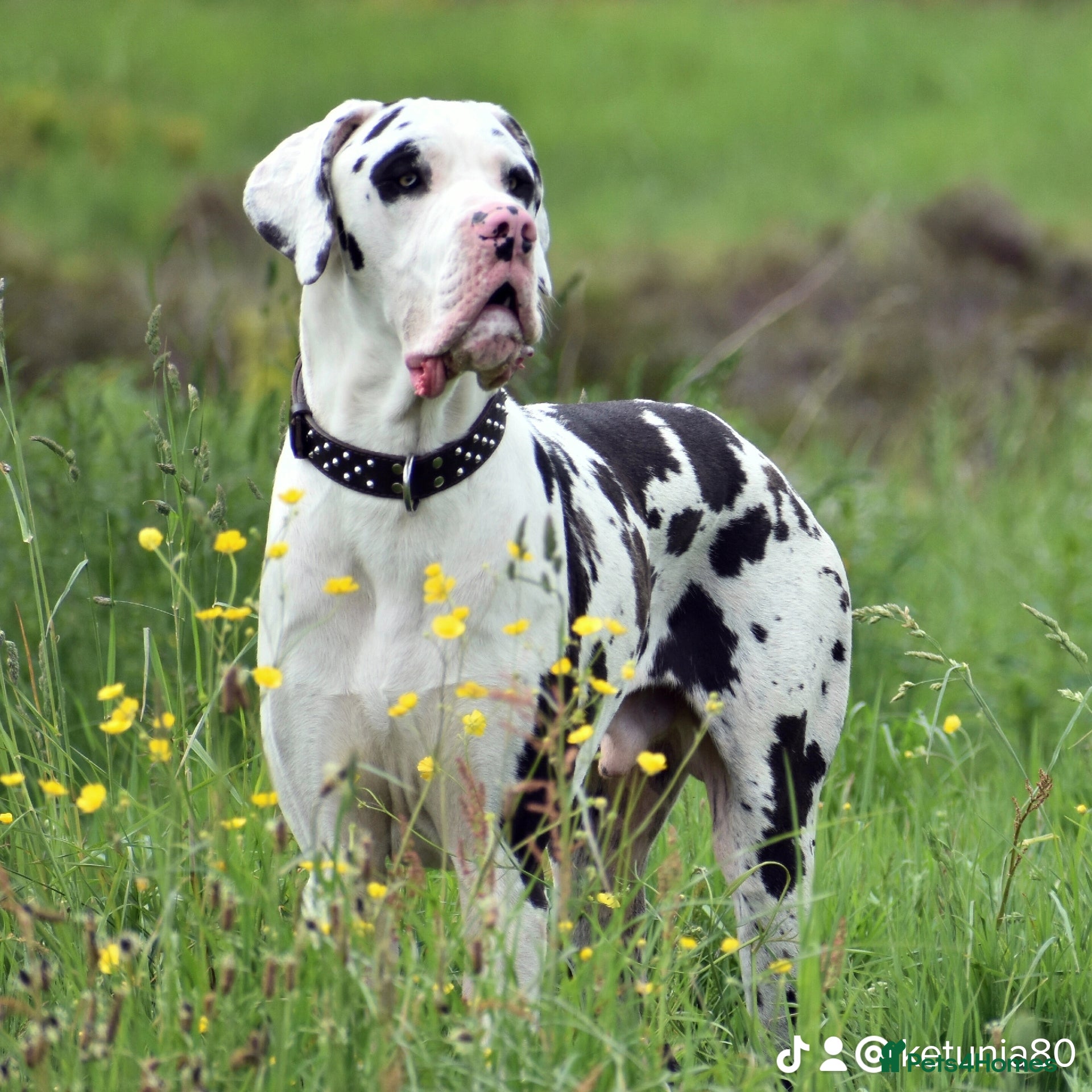 Great Dane dogs Great Dane for Stud in Bathgate - Advert 4