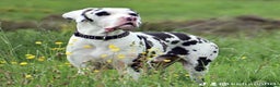 Great Dane dogs for stud: Great Dane for Stud in Bathgate - Advert 1