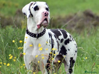 Great Dane dogs in Bathgate - Advert 1