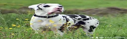Great Dane dogs for stud: Great Dane for Stud in Bathgate - Advert 1