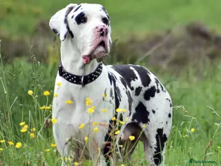 Great Dane dogs Great Dane for Stud in Bathgate - Advert 3