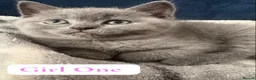 British Shorthair cats for sale: BSH kittens from champion bloodline 🏆😺 - Advert 1