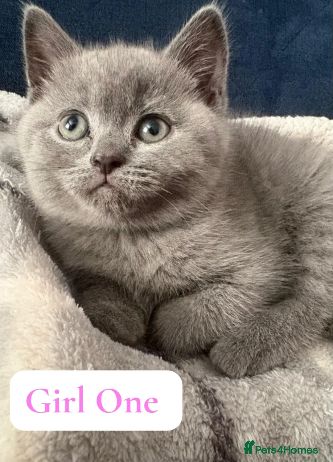 British Shorthair cats for sale: BSH kittens from champion bloodline 🏆😺 - Advert 1