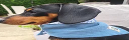 Dachshund dogs for sale: Dauchound puppies in London - Advert 2