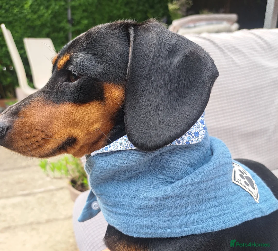 Dachshund dogs for sale: Dauchound puppies in London - Advert 2