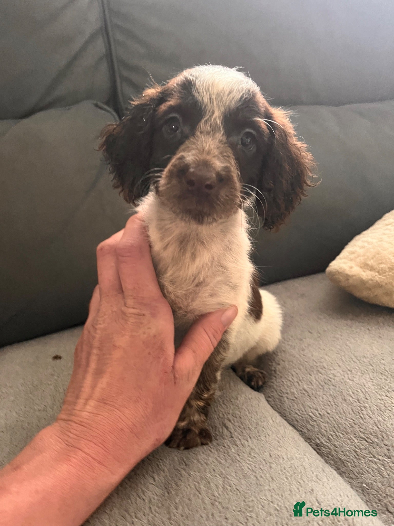 Cockapoo dogs 1 GIRL LEFT READY NOW COCKERPOO PUPPIES - Advert 16