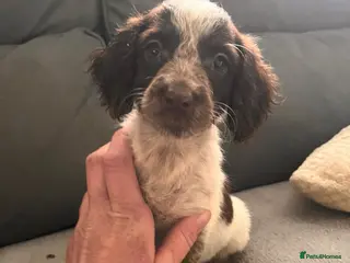 Cockapoo dogs 1 GIRL LEFT READY NOW COCKERPOO PUPPIES - Advert 16