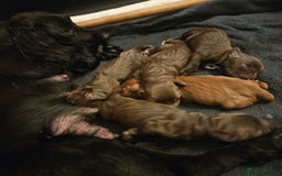 Cocker Spaniel dogs for sale: Cocker spaniel Puppies Males and females - Image 4