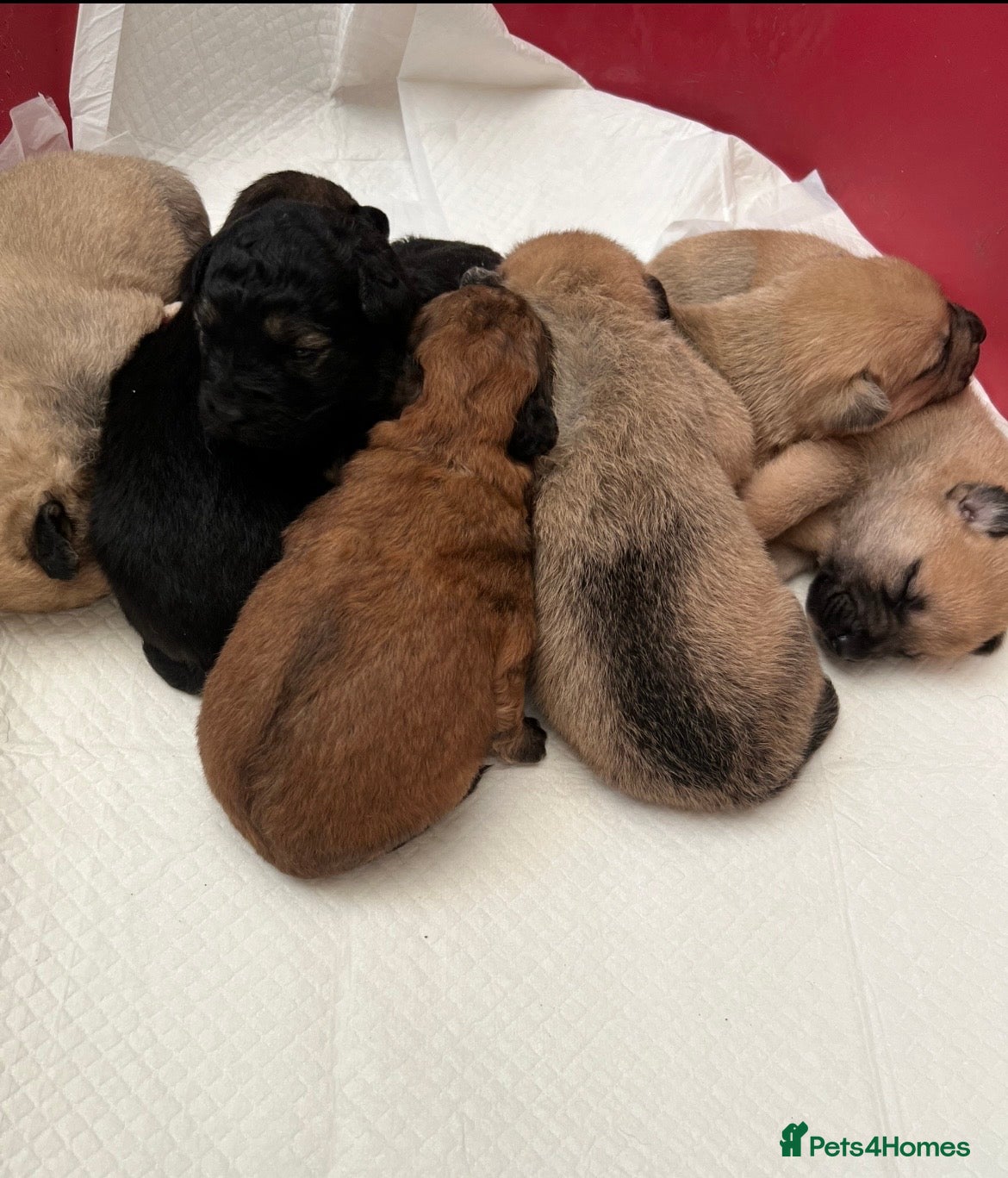 Mixed Breed dogs 7 beautiful Malkita x puppies with unique colours  - Advert 15