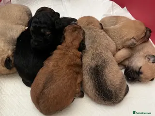 Mixed Breed dogs 7 beautiful Malkita x puppies with unique colours - Advert 15