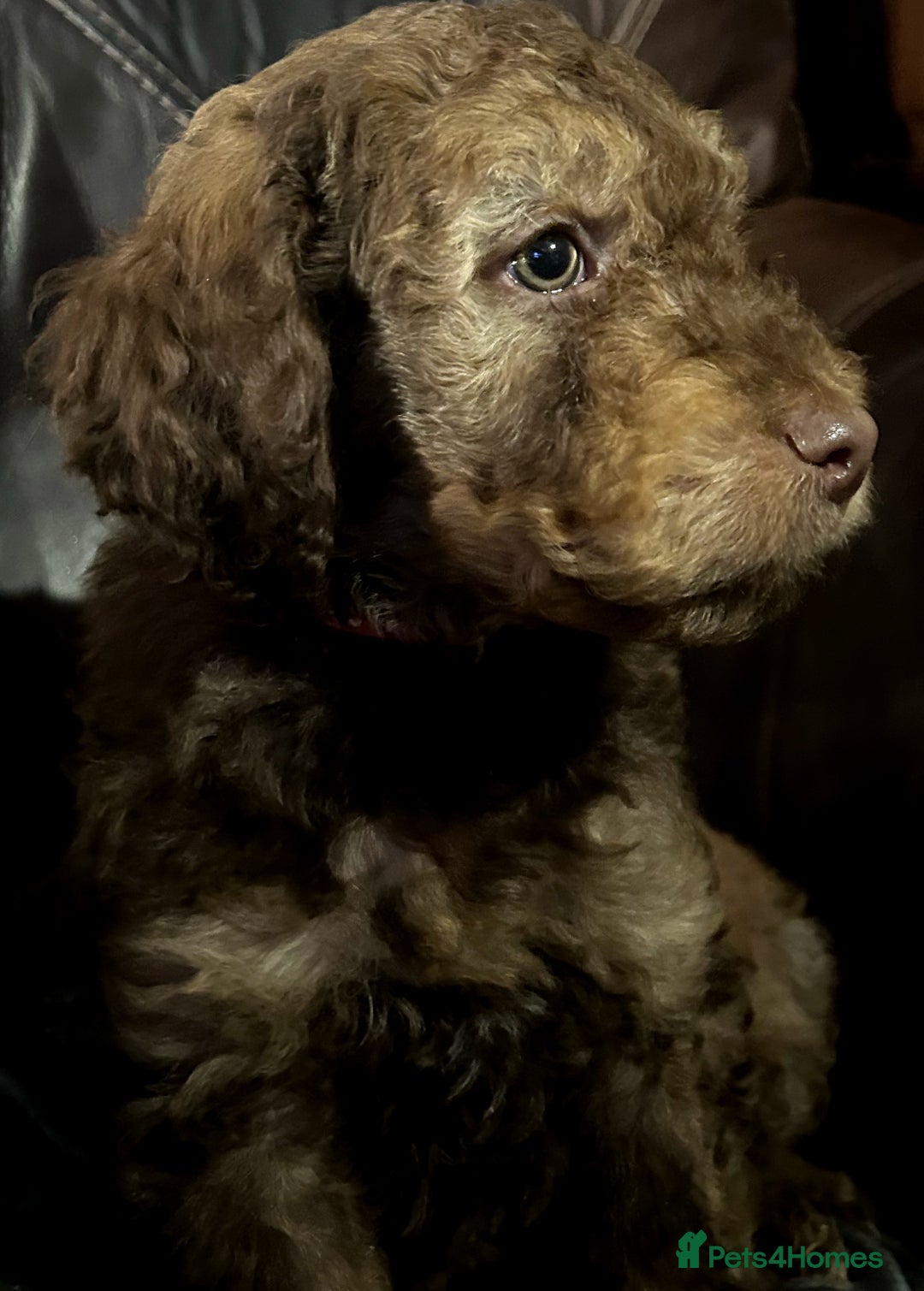 Labradoodle dogs for sale: stunning F2 labradoodle puppies... Available now - Advert 21